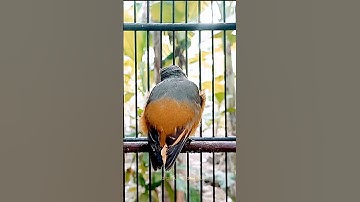 Burung Mantenan Gunung Gacor Mangap