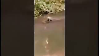 Capybara riding crocodile 🦫🐊