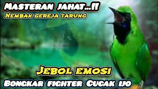 Masteran Cucak ijo full tembakan kasar bongkar isian Gereja tarung speed rapat