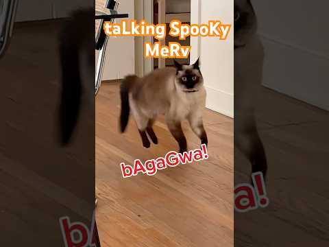 TALKING CAT REACTS TO #HALLOWEEN!!! GUYS DO,,WE STAY OR GO HOme plz TEL ME!!! #spooky #bagagwa #cats