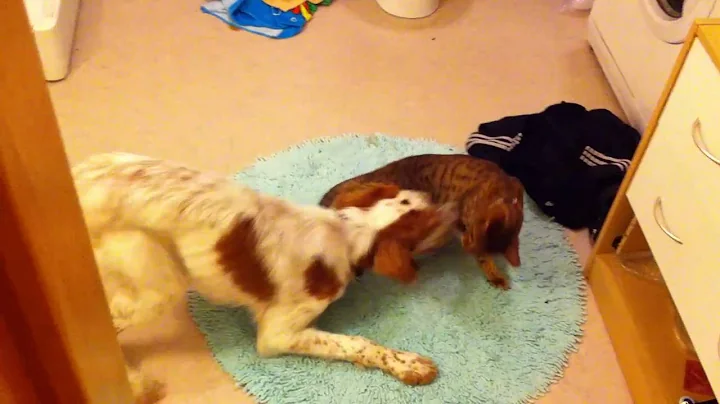 Video 11211401: cat vs bengal, dog bengal cat