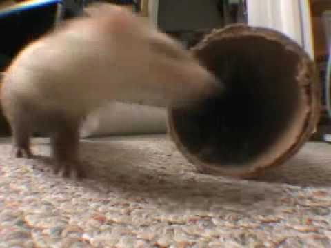 super ferret play time !