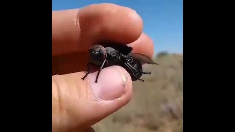 Drone Insect caught ‼️ in Africa‼️ video! 💀😤😯🤨