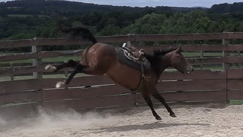 A First Saddling Which Goes Sideways (LITERALLY) - Episode 110 - Herm Gailey