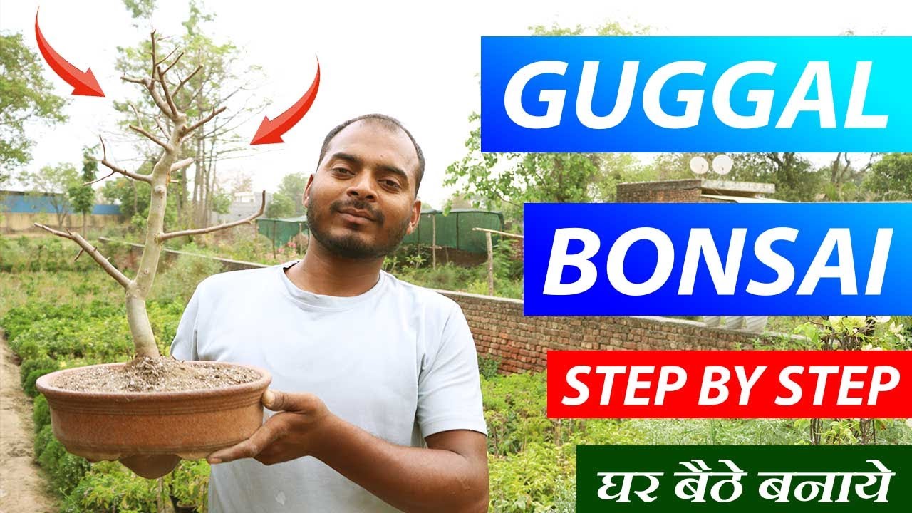Know How to make Guggal Plant Bonsai at Home | Step By Step info in Hindi | गूगल बोन्साई | Easy Tips