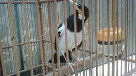 Jalak Suren Isian Kacer & Kenari