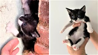 Tiny kitten was found crying outside without mom cat