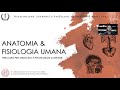 Lezione di Anatomia 02 - Introduzione Apparato locomotore e Rachide - Brenno Pastò