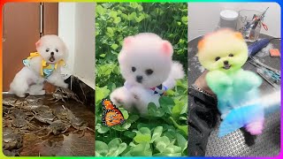 Tik Tok Chó Phốc Sóc Mini 😍 Funny and Cute Pomeranian #484