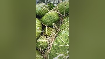 Mãng cầu xiêm miền tây♥️