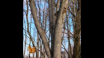 Squirrels Chasing each other up and down tree 🐿😊