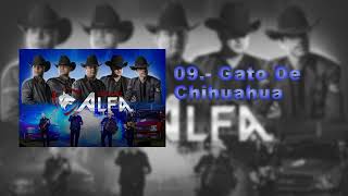 Grupo Alfa - Gato De Chihuahua