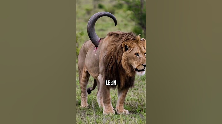 León es atacado por un búfalo dorado #animales #animals #animalsalvaje