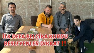 BELÇİKA KURDUNUN ÇOCUKLARLA ARASI NASIL ⁉️ @Puppymalinoistr #eyüpdoğan #malinois #köpek #eydog