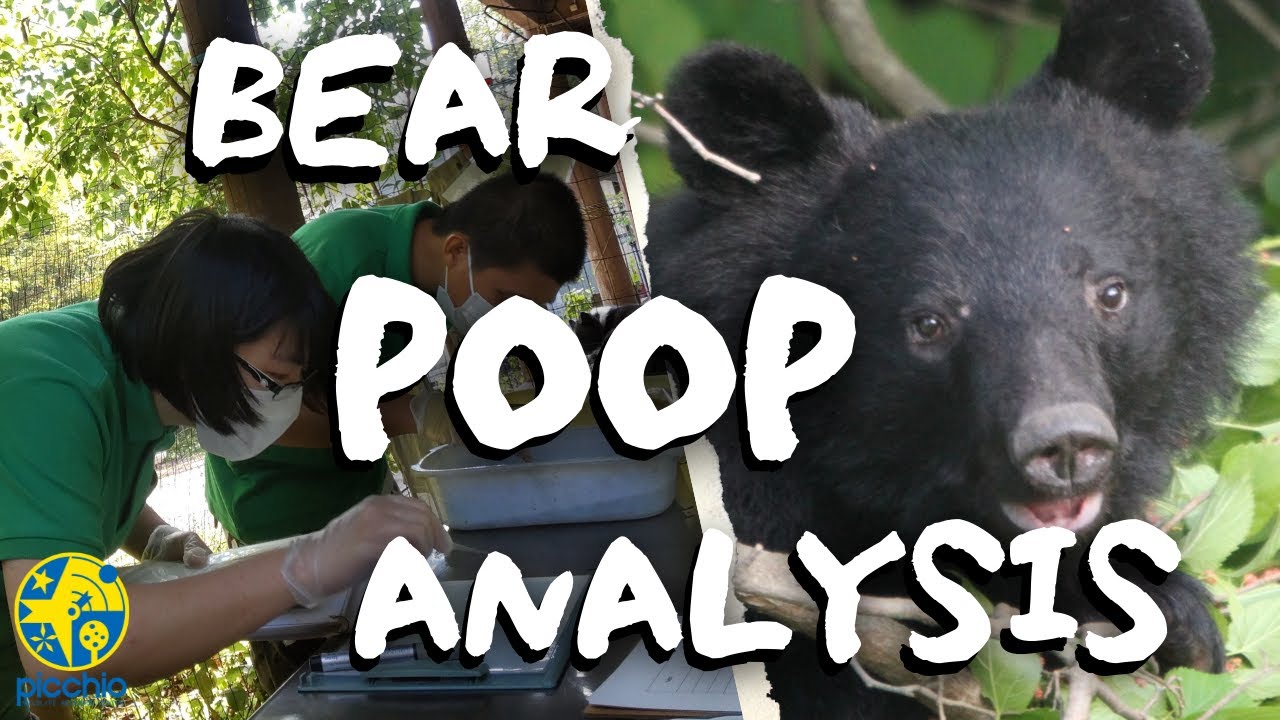 What do Japanese black bears eat? | A method of wildlife scat analysis.