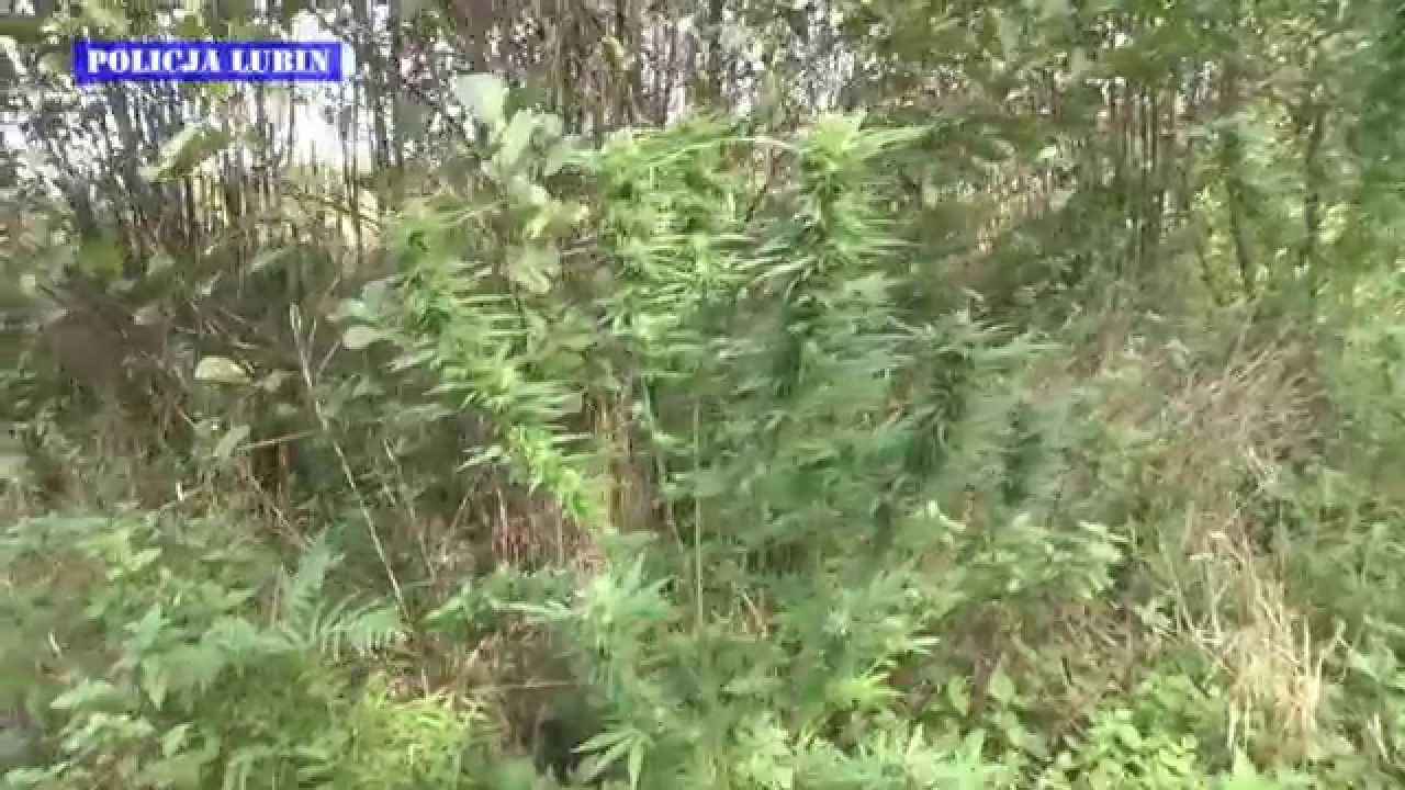 Uprawiał konopie w lesie