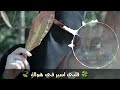 انا قلبي اسير في هواك انا قلبي اسير في هواك