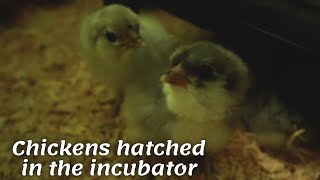 Chickens hatched in the incubator in the morning | We have a Hovabator Genesis 1588 incubator