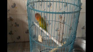 CARA MELATIH NAFAS LOVE BIRD BIAR NGEKEK PANJANG