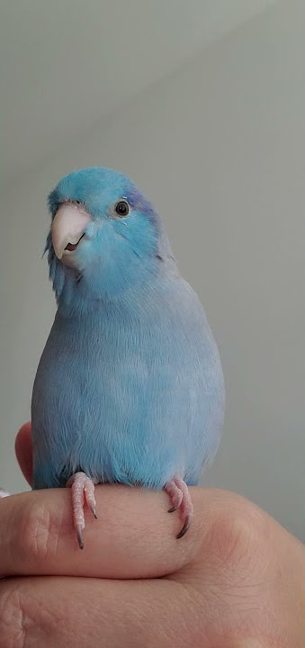 Suara burung beo yang memanggil