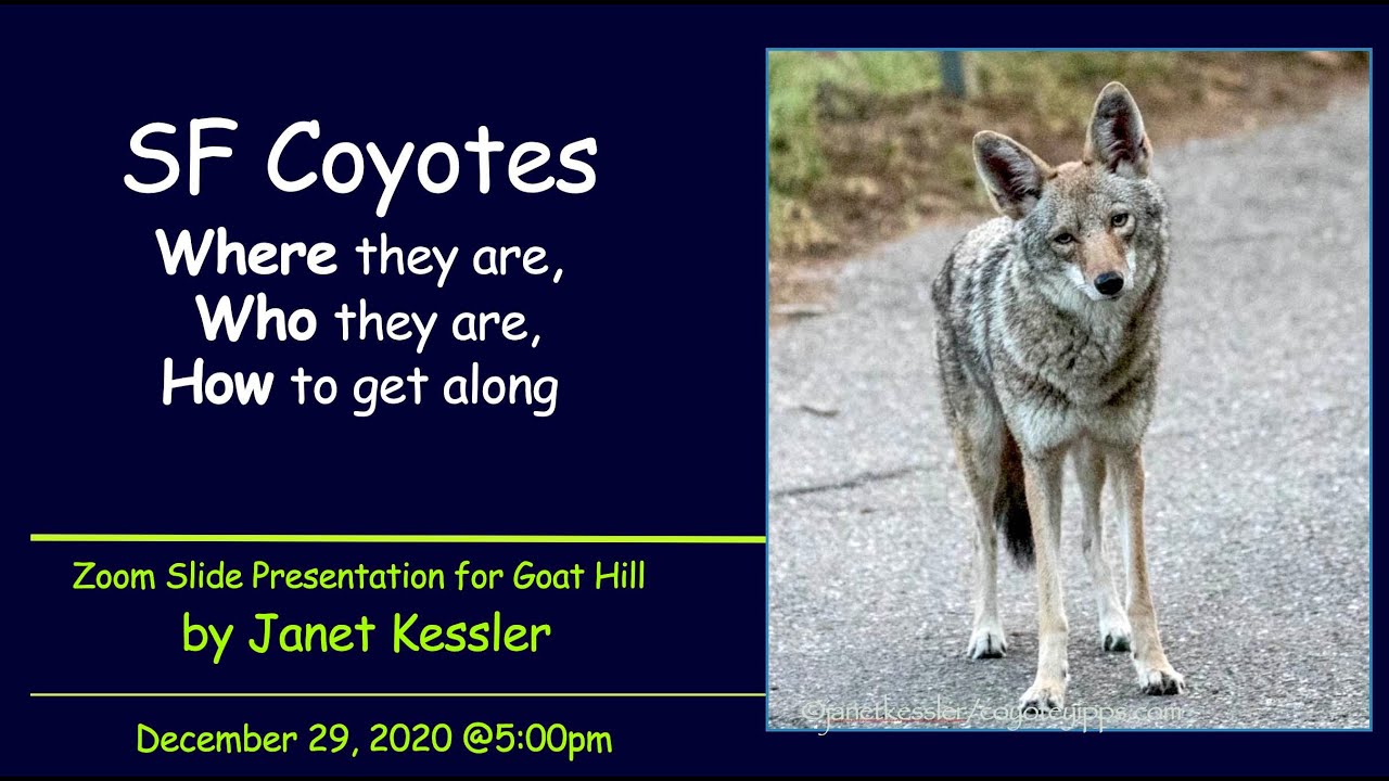 Fostering coexistence with San Francisco's urban coyotes