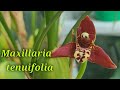 Maxillaria tenuifolia первое домашнее цветение.