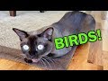 Burmese Cats Chattering and Talking about Birds! Cute & Funny!