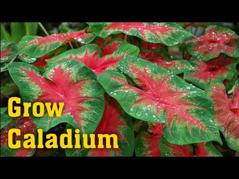 How to Grow Caladium or Elephant Ear from Tubers or Bulbs