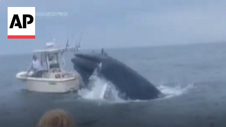 WATCH: Whale capsizes fishing boat off New Hampshire coast