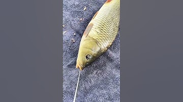 Cây gỡ lưỡi inox câu cá siêu tốc 1 chạm, câu cá chép diếc rô phi 😍 🐟 🎣 #fishing #shorts