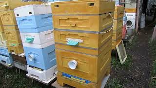 пробую новую методику зимовки пчел на воле, в 12 рамочном улье Дадан, клеща еще много у пчел