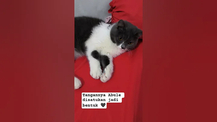 Video 9999441: cat britishshorthair kucing kitten, britishshorthair cat cute kucing, britishshorthair cat funny kitten