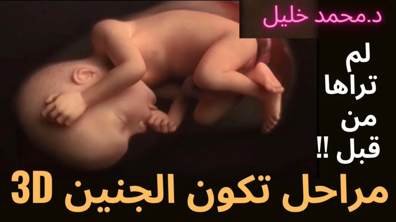 3D (شاهد مراحل تكون الجنين من الأسبوع الأول إلى مرحله الولاده !! مشاهد تراها لأول مرة (خلق الجنين