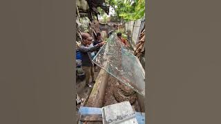 clearly visible giant python in its nest