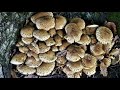 Lytham Hall Fungi Trail 17th October 2022 #blackpoolpaparazzi #lythamhall #visitfyldecoast #4kvideo