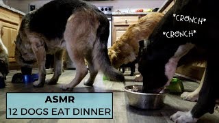 12 Dogs Eating Dinner | ASMR  The Asher House