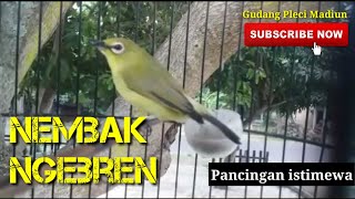 Pleci ombyokan dakun wilis nembak ngebren ‼️ pancingan pleci bahan supaya cepat nembak