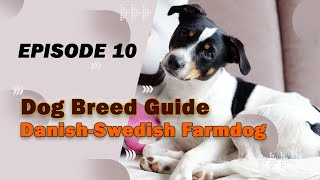 Danish-Swedish Farmdog - Perfect choice for Dog Lovers!!!! by pawlifefact 1,526 views 11 months ago 9 minutes, 9 seconds