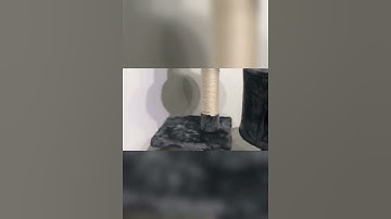 At Tree, Cat Scratching Post for Indoor with Hammock #shorts #cat #cats #catvideos