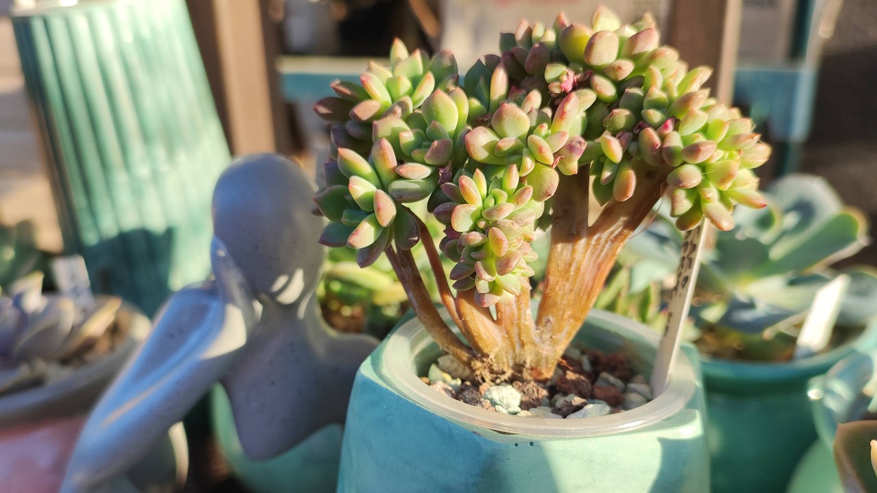 Гипс и суккуленты. Творческие моменты из жизни суккулентов