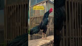 pakhoy drumbend #ayambangkok #roosterfarm #youtubeshorts #peternakan #hewan #animals #animalshorts
