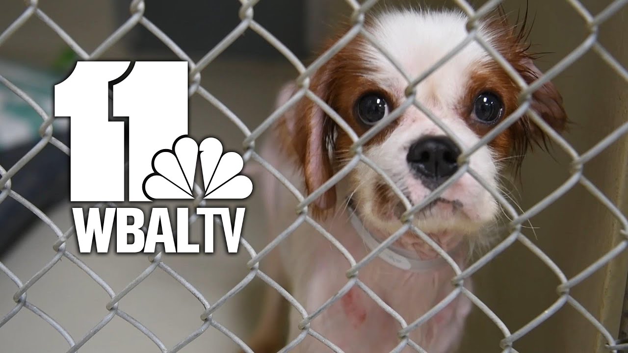 100 counts of animal cruelty charged to Howard County couple - YouTube