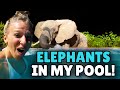 Theres elephants in my pool   caters clips