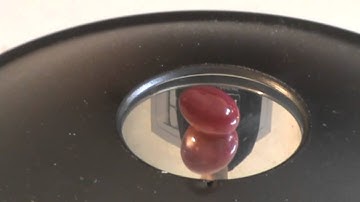 Parabolic mirrors- science experiment