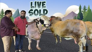 Plumped Holstein Bulls Live Sold 2024 Sadeeqagro | Heavy Sahiwal Cow Showtime | Big cow 2024 |