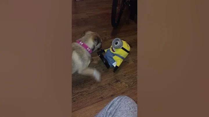 Minions and puppy
