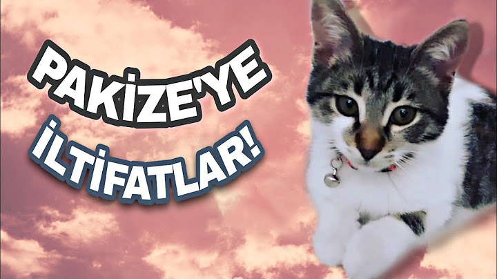 Kadir Ezildi kedisi Pakizeyi şivesiyle iltifat yağmuruna tutuyor! :)