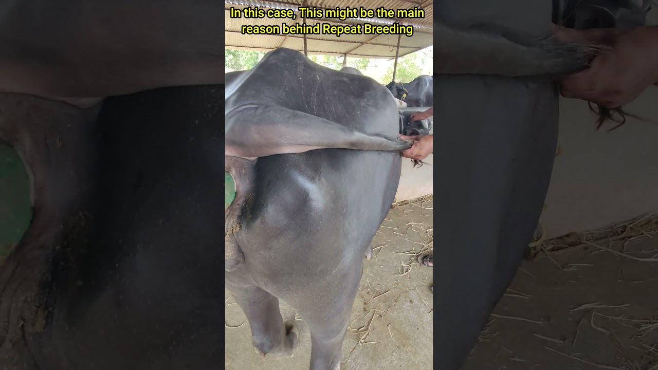 చూలు కట్టడం లేదా ? సమస్య ఇదే అయితే ఈ ఒక్క మందు వాడండి చాలు | Repeat Breeding #shorts