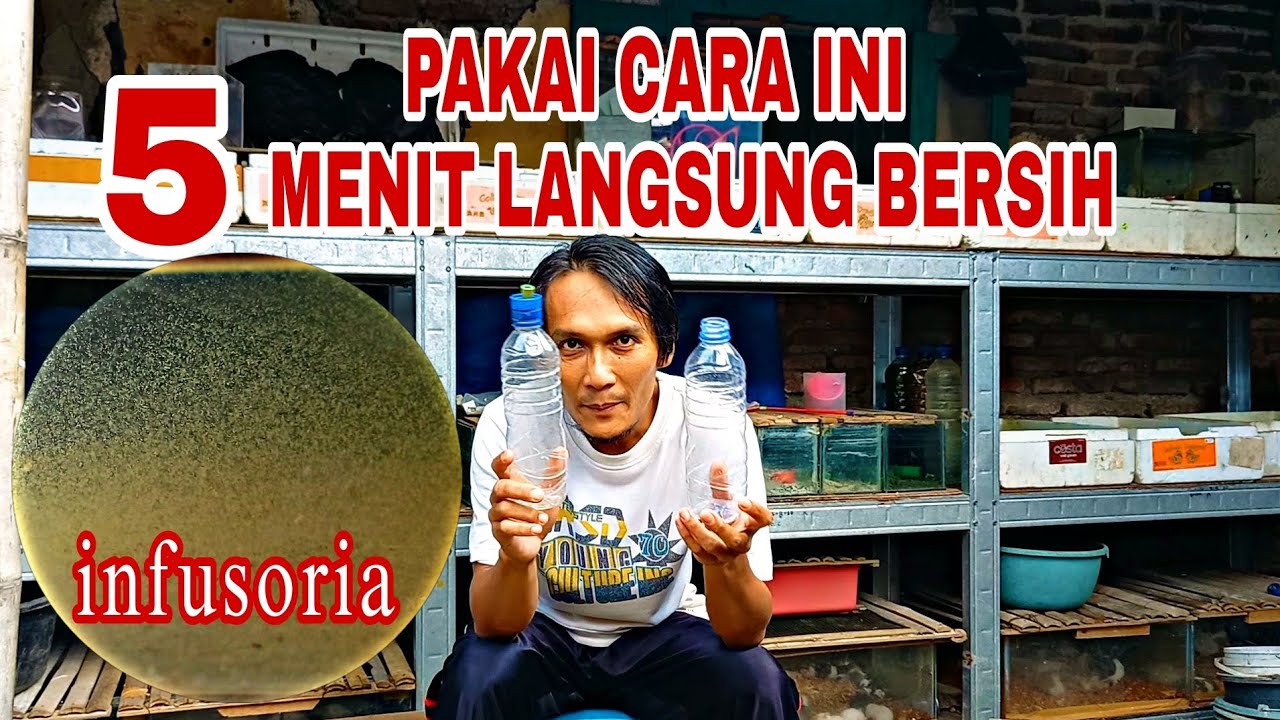 CARA PANEN INFUSORIA DENGAN MUDAH
