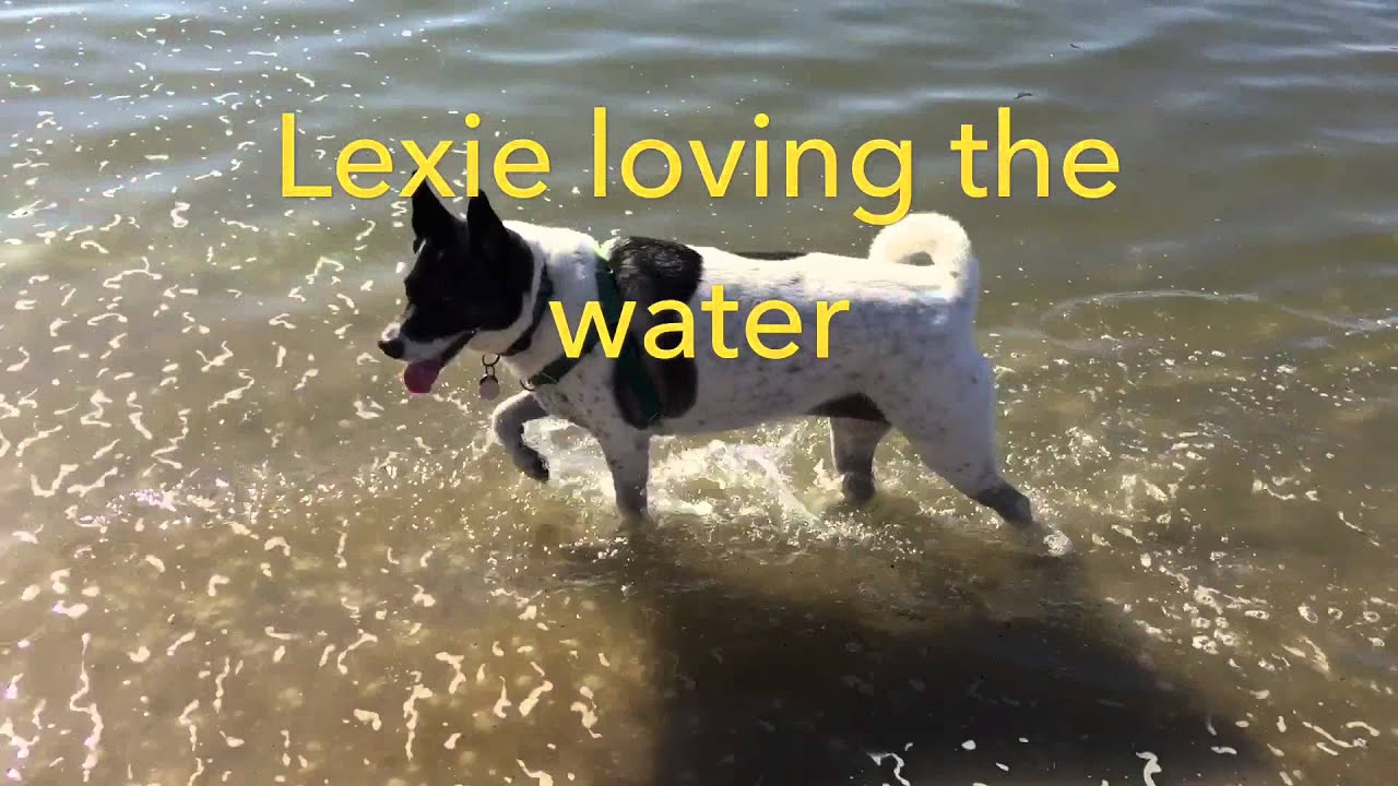 watershed #2 Fiesta Island Fun With Dogs